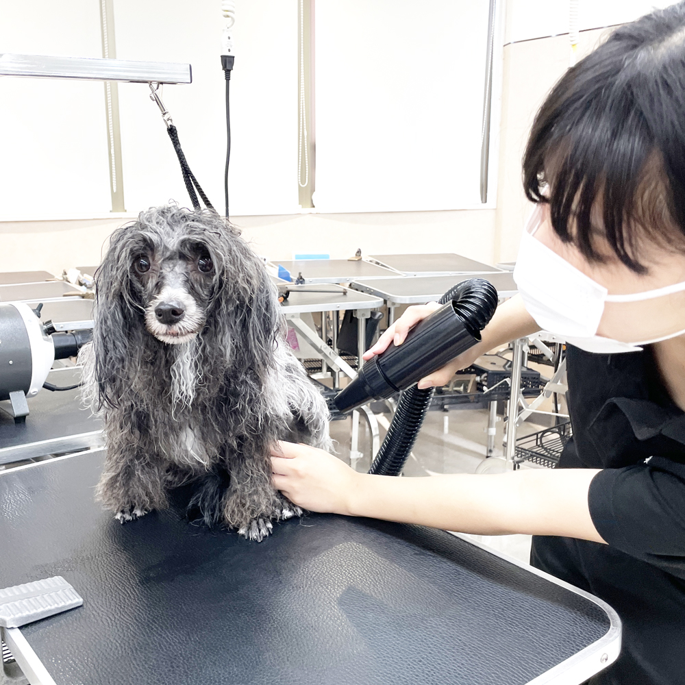 たくさんの犬種が来てくれます！